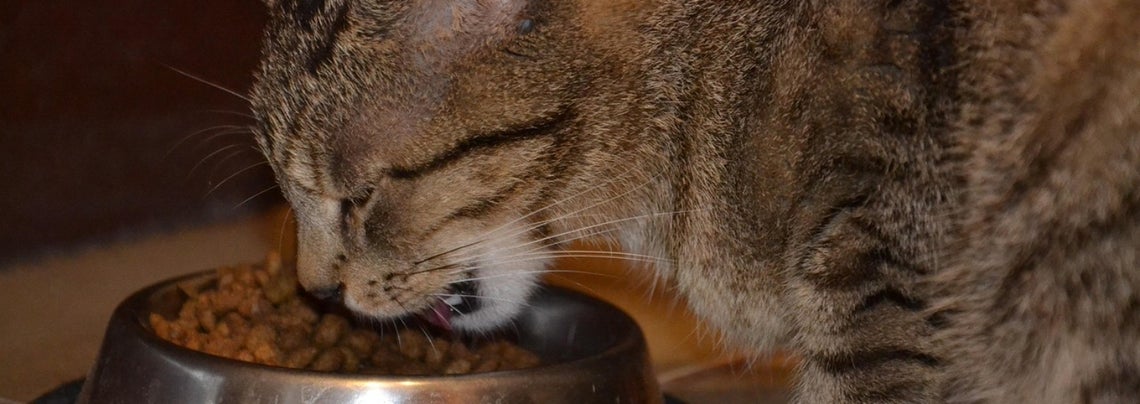 How to feed an adult cat