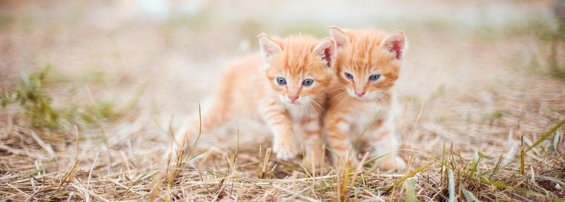 How to feed a kitten?