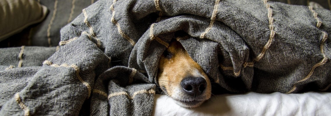 Dog's fear of fireworks