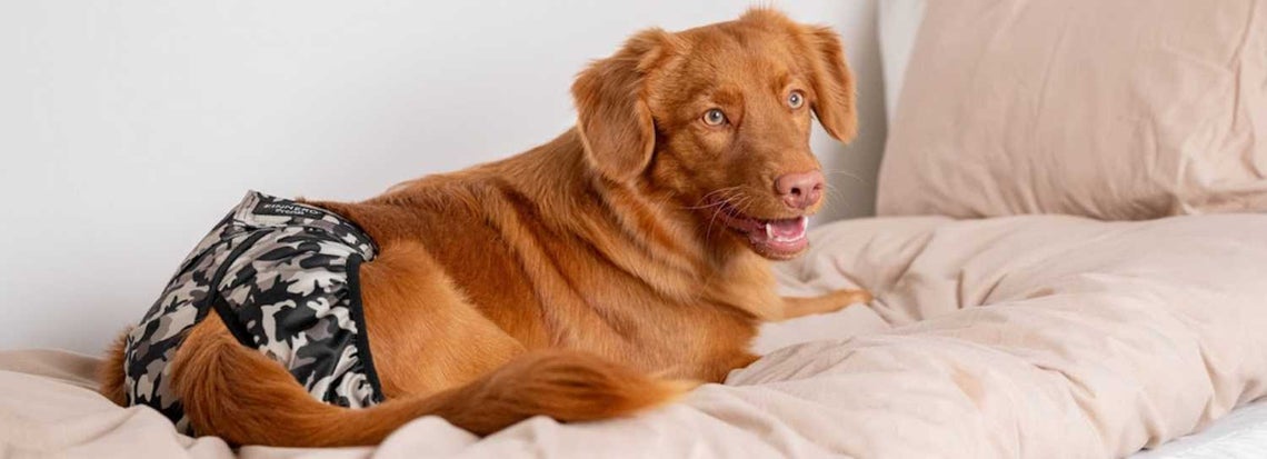 Female Dog Heat Cycle