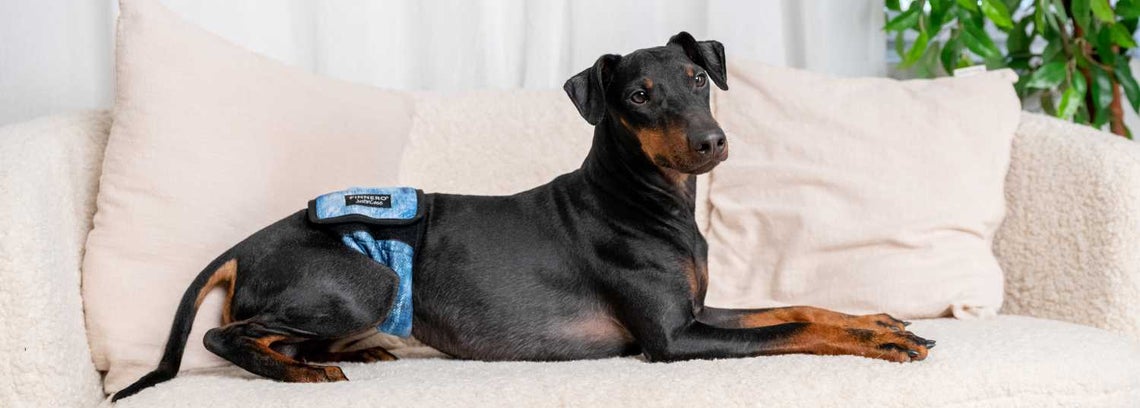 Does your dog pee all over your home?