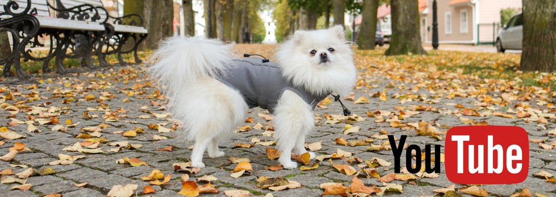 How to Measure Your Dog