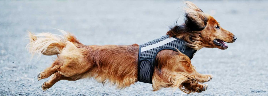 Caresheets and guides