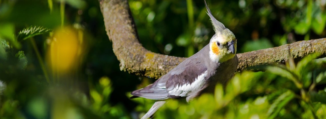 Cockatiel care and feeding