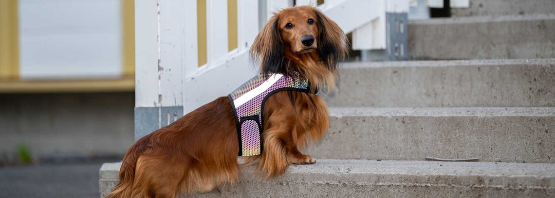 Does a dog need a reflector?