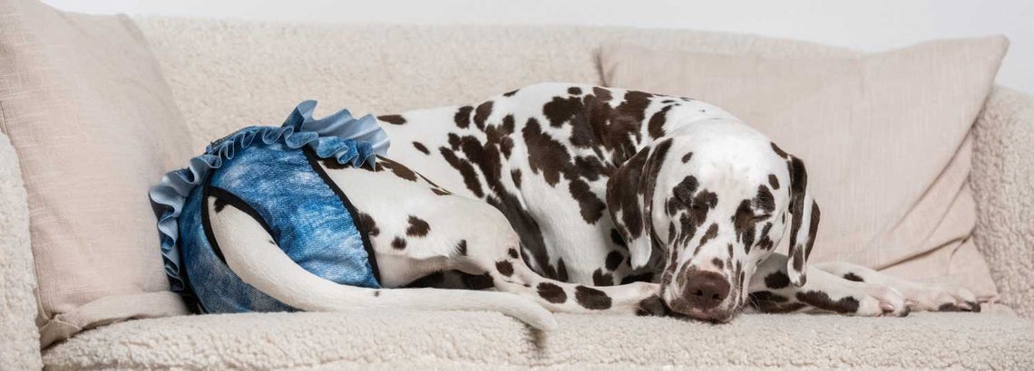 Dog urinary incontinence