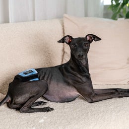 FINNERO JustinCase Denim &ndash; Male dog wrap, size XS